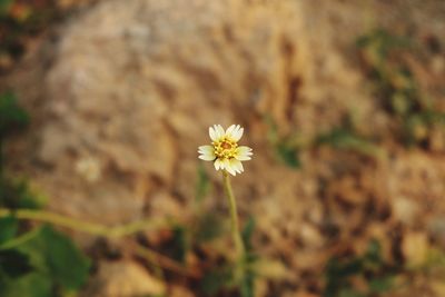 Close-up of flower blooming outdoors