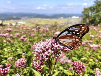 Close-up of butterfly pollinating on purple flower