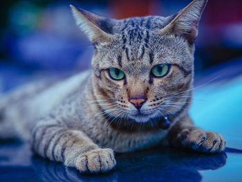 Close-up portrait of a cat