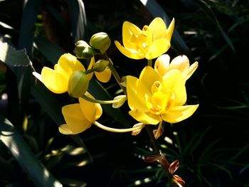 Close-up of yellow flowering plant