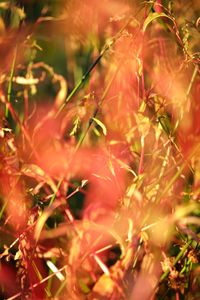 Close-up of maple leaves on branch