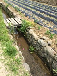 High angle view of plants growing on land