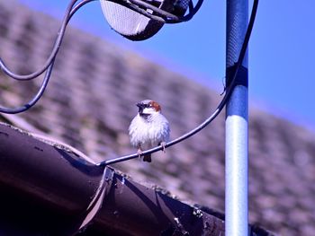 Close-up of bird perching on metal against sky