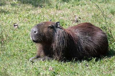 Side view of an animal on field