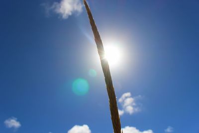 Low angle view of stalks against blue sky on sunny day