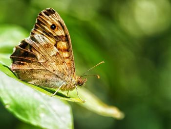 Close-up of butterfly on leaf