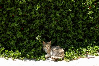 Portrait of cat sitting by plants