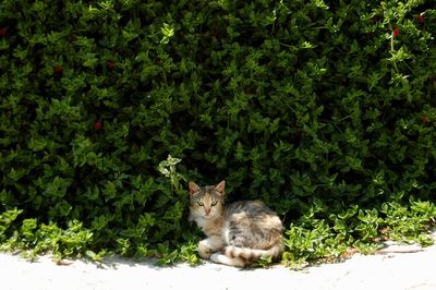 Cat living in mykonos town