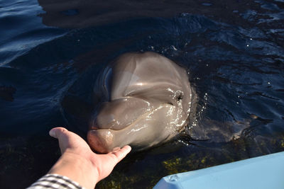 Close-up of hand holding fish in sea