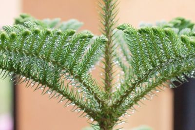 Close-up of potted plant