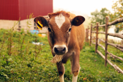 Portrait of cow standing on field