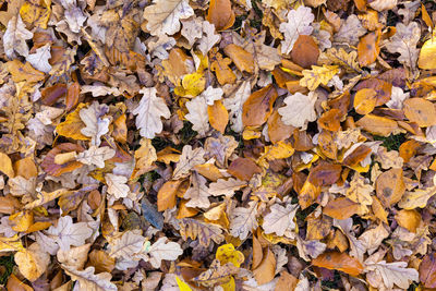 Full frame shot of autumn leaves