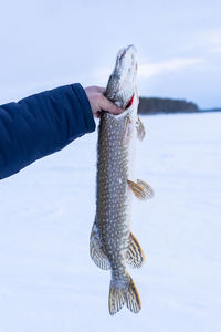 Hand holding fish