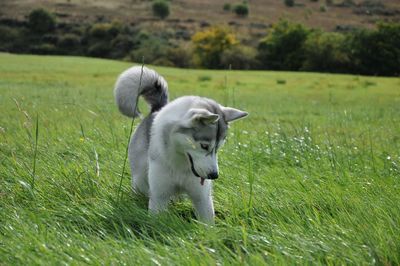 Dog on field