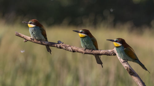 Birds perching on branch