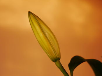 Close-up of orange flower bud