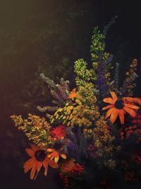 Close-up of flowers blooming on tree