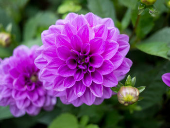 Close-up of pink flowering plant