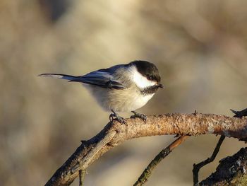 Close-up of bird perching on branch