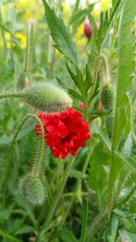 Close-up of red flowering plant