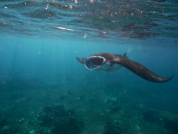 Fish swimming in sea