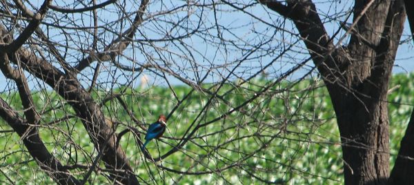 Bird on branch against sky