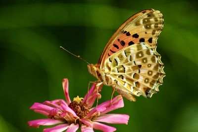 Close-up of butterfly pollinating on flower - argynnis hyperbius