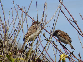 Low angle view of birds perching on branch against sky