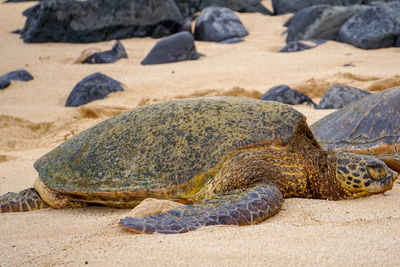 View of turtle on beach