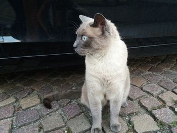 Cat looking away on footpath