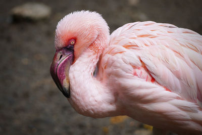 flamingo