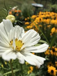 Close-up of white flowering plant