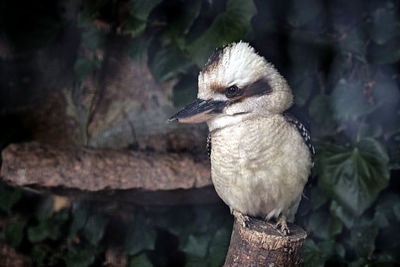 Close-up of a bird perching on wood