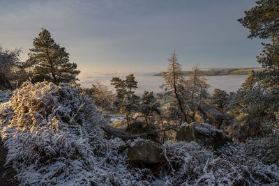 Plants growing on rocks against sky during winter