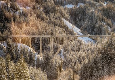 Pine trees in forest during winter