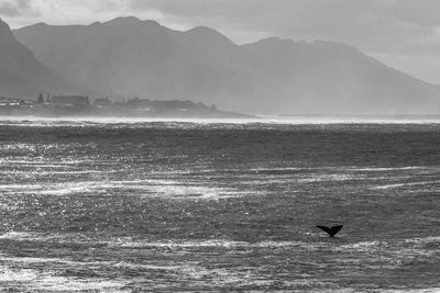 Whale swimming in sea