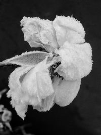 Close-up of snow on leaf