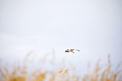 Low angle view of bird flying