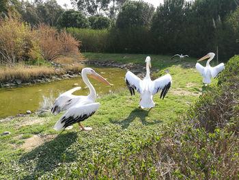White birds flying over the lake