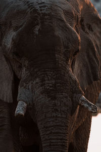 Close-up of elephant