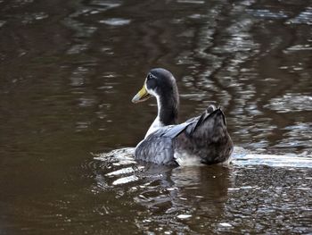 Duck swimming on lake