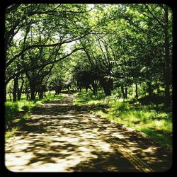 Footpath amidst trees