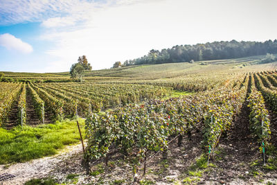 View of vineyard against sky