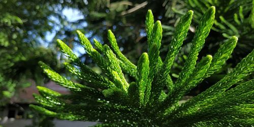 Close-up of dew on pine tree