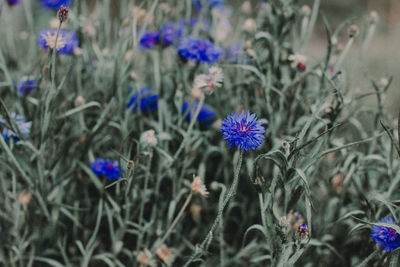 Flowers blooming on field