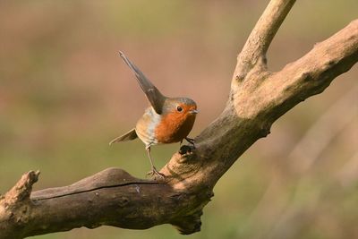 Close-up of bird perching on branch