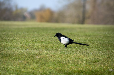 Bird on  a field