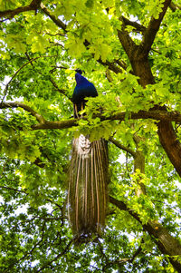 Low angle view of birds perching on tree branch