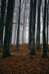 Trees in forest during autumn