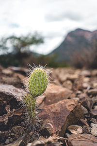 Close-up of cactus plant growing on rock